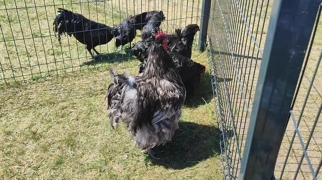Black fluffy chickens pecking at green grass near a fence on a sunny summer day