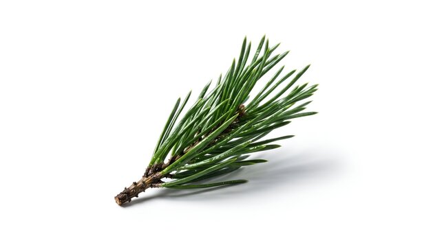 Fresh green pine needle sprig isolated on white background.