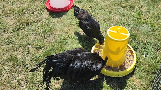 Black fluffy chickens pecking at food feed on green grass near a fence on a sunny summer day