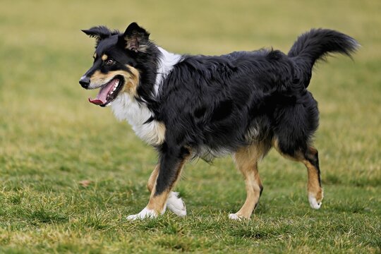 Mixed breed dog between Border Collie and Australian Shepherd jumps across meadow, Switzerland