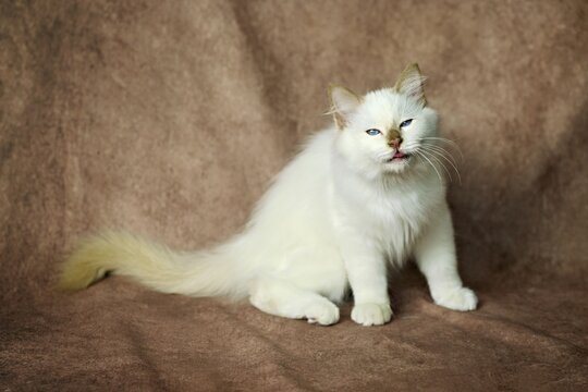 Purebred cat, Sacred Burmese, young male cat, Cinnamon-point