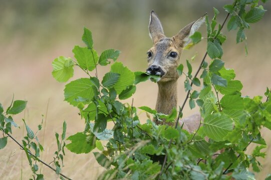 Female roe deer (Capreolus capreolus) in a meadow, grazing on a leaf, feeding, browsing, Vechta, Lower Saxony, Germany