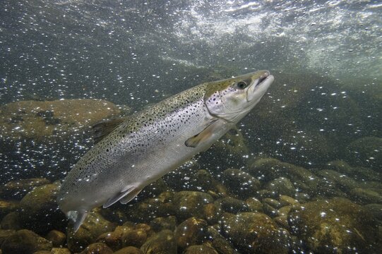 Swimming salmon (Salmo salar) under water, Laerdalsoyri, Norway