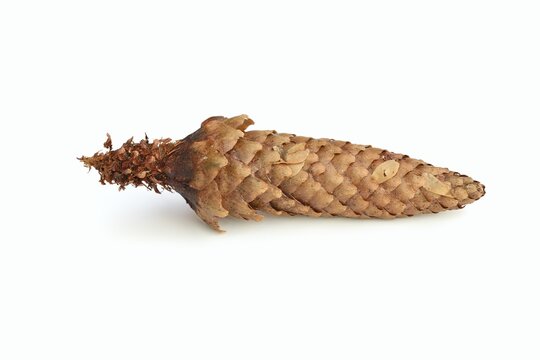 European spruce (Picea abies), cones gnawed by a squirrel (Sciurus vulgaris) against a white background