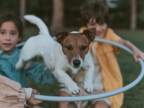 Energetic Jack Russell Terrier jumping through a hula hoop held by children, featuring soft lighting and a matte texture for pet agility and family lifestyle scenes