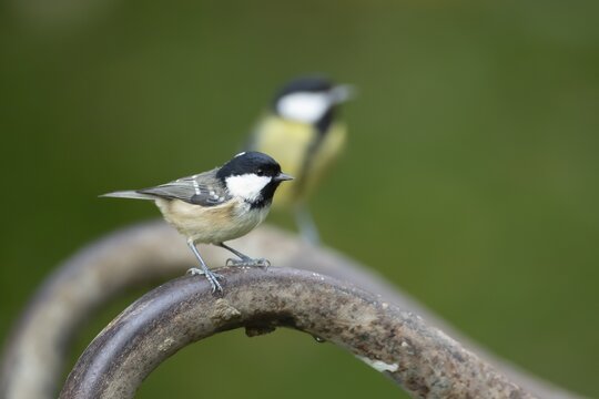 Coal tit (Periparus ater) adult bird on a garden wheelbarrow, England, United Kingdom