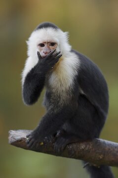 White-shouldered capuchin monkey or white-headed capuchin (Cebus capucinus), captive, occurring in South America