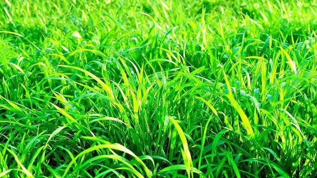 Swaying Green Grass Field in Sunlight, Close-Up Natural Background