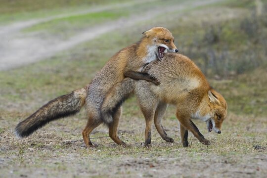 Red foxes (Vulpes vulpes)two males in winter coat, fighting, Ranz, Netherlands