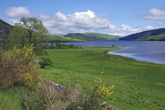 Green landscape with a loch, trees and clouds in the blue sky, Scottish Borders, St Mary's Loch, Scotland, Great Britain