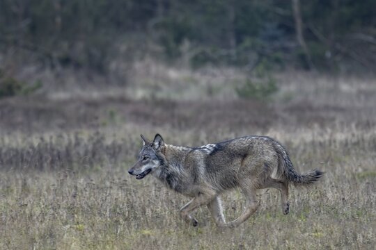 Running study of the wolf (Canis lupus) at a trot, shy, anxious, sceptical, insecure, Denmark