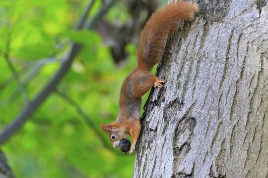 Squirrel climbs upside down a tree trunk with a nut in its mouth, lush green and bark structure create natural contrasts, squirrel (Sciurus vulgaris), wildlife, Germany