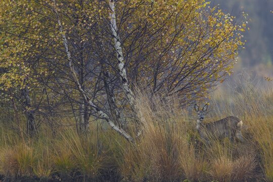 The late autumn impresses with wonderful colours and the doe (Capreolus capreolus) blends wonderfully into this picture, moorland landscape, dreary, November, Germany