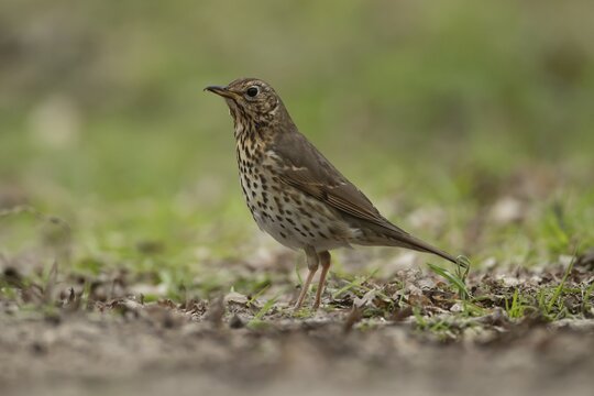 Song thrush (Turdus philomelos) adult garden bird in a woodland in spring, England, United Kingdom