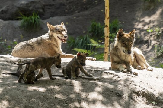 An adult wolf sits upright while other gray wolves (Canis lupus), Germany