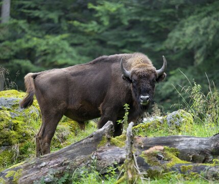 European bison (Bison bonasus) bull in near-natural habitat, captive, Germany