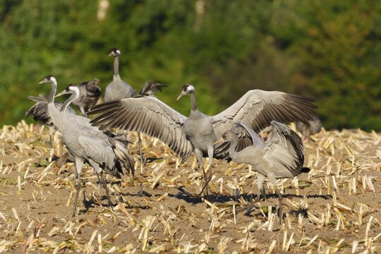 Cranes in a mowed field with spread wings in a natural environment, crane (Grus grus) wildlife, Western Pomerania Lagoon Area National Park, Zingst, Mecklenburg-Western Pomerania, Germany