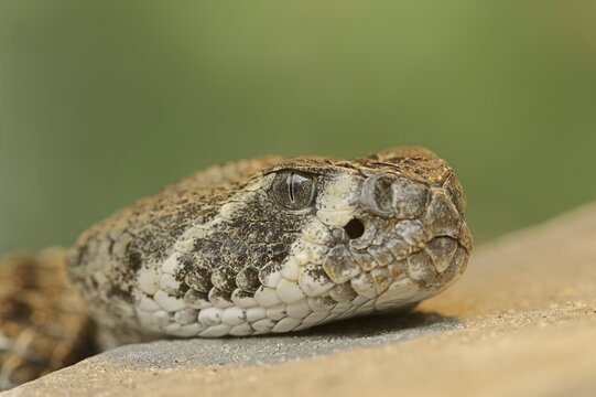Texas rattlesnake or western diamondback rattlesnake (Crotalus atrox), captive, occurring in North America