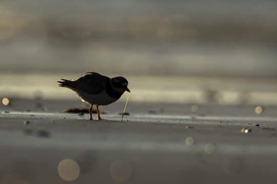 Ringed plover (Charadrius hiaticula) silhouette of an adult wader bird feeding on a worm on a beach at sunset, England, United Kingdom