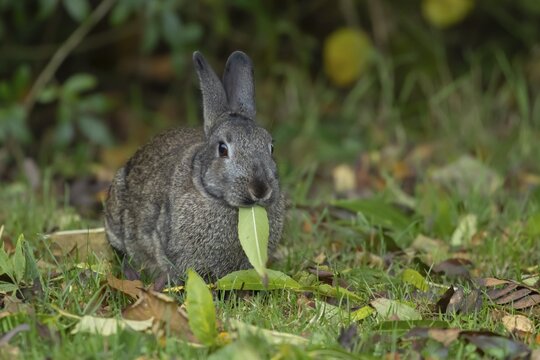 Rabbit (Oryctolagus cuniculus) wild adult animal feeding on a leaf in a garden in the autumn, England, United Kingdom