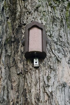Treecreeper nest box on a tree, North Rhine-Westphalia, Germany