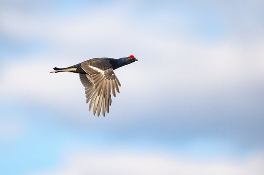 Black grouse (Lyrurus tetrix), fligend, black grouse courtship in Sweden, F&aring;gelsj&ouml;, G&auml;vleborgs l&auml;n, Sweden