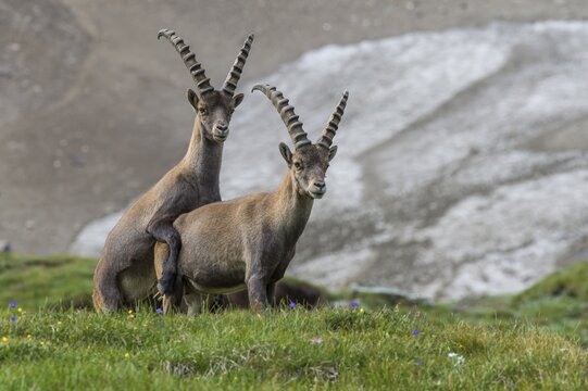 Alpine Ibex (Capra ibex), ibex, mountain, Alps, Hohe Tauern National Park, Austria