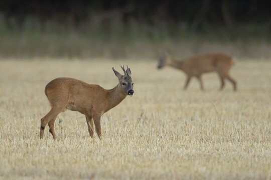 Roe deer (Capreolus capreolus) adult male buck animal in a farmland stubble field in summer, England, United Kingdom