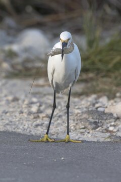 Snowy egret (egretta thula) with preyed shrimp, Ding Darling National Wildlife Refuge, Sanibel Island, Florida, USA