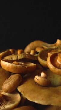 Close up view of freshly harvested edible orange milkcap mushrooms, also known as Lactarius deliciosus, slowly gliding in front of a solid black background in a studio setting