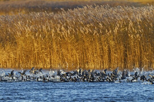 Coots (Fulica atra) fleeing from a white-tailed eagle, panic, fear, flock of birds, Germany