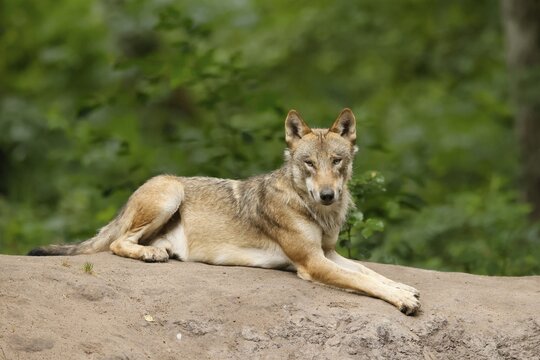 European gray wolf (Canis lupus), adult lying on a hill, captive