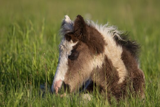Horse or pony (Equus caballus) juvenile baby foal sleeping in a grass field, England, United Kingdom