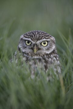 Little owl (Athene noctua) adult bird in grassland, England, United Kingdom