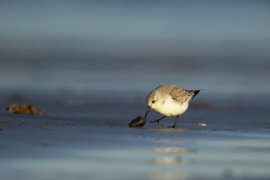 Sanderling (Calidris alba) adult bird in winter plumage on a beach feeding on a mussel shell, Norfolk, England, United Kingdom
