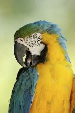 Blue and yellow macaw (Ara ararauna) or ararauna, portrait, captive, occurring in South America