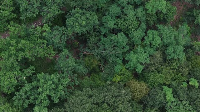 An aerial view showcases a dense forest canopy with varying shades of green foliage under natural light.