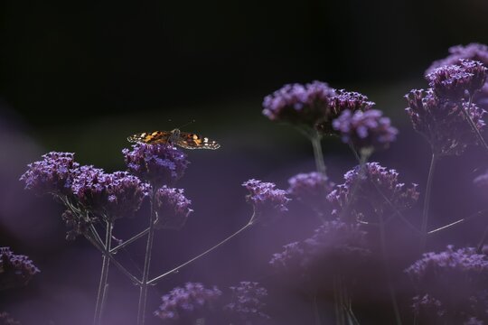 Painted lady butterfly (Vanessa cardui) adult insect feeding on garden Verbena flowers in summer, England, United Kingdom