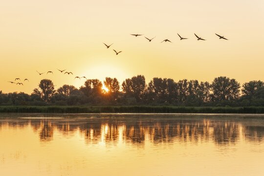 Greylag geese (Anser anser) flying over a pond, sunrise, sun star, warm morning light, trees, Thuringia, Germany