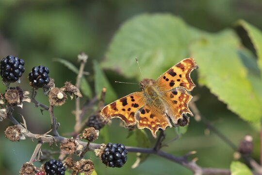 Comma butterfly (Polygonia c-album) adult insect feeding on bramble blackberries fruit in a hedgerow in summer, Suffolk, England, United Kingdom