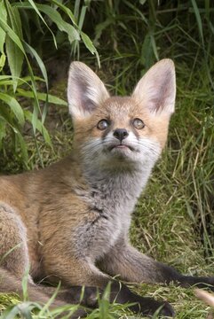 Young Red Fox (Vulpes vulpes), Thaur, Tyrol, Austria, Europe