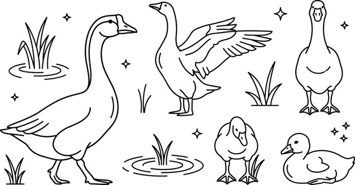 Goose and duck farm poultry line icon set featuring gosling swan wings flapping pond water grass and bird vectors