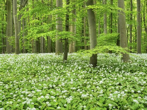 Ramson (Allium ursinum) in a semi-natural beech forest in spring, Hainich National Park, Bad Langensalza, Thuringia, Germany