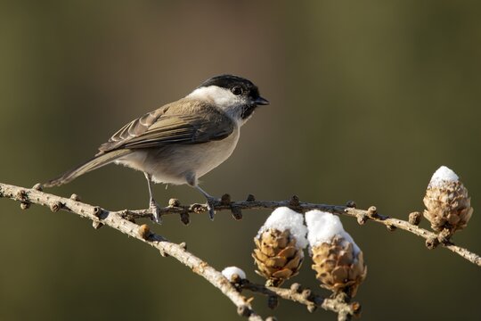 Marsh tit (Parus palustris), sitting on the branch of a European Larch in winter, Terfens, Tyrol, Austria