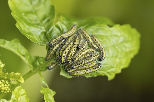 Large or Cabbage white butterfly (Pieris brassicae) juvenile larva caterpillars pest feeding on garden brassica plant leaves in summer, England, United Kingdom