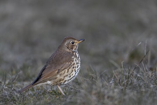 This song thrush (Turdus philomelos) has already returned from its wintering grounds in mid-March, foraging, Germany