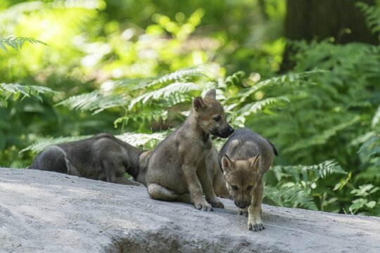 A group of wolf pups explore a path in the forest together, European grey gray wolf (Canis lupus), Germany
