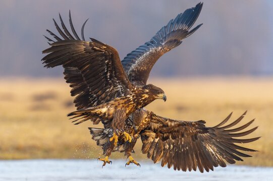 Two young white-tailed eagles (Haliaeetus albicilla) fighting for prey in flight, winter, Kutno, Poland