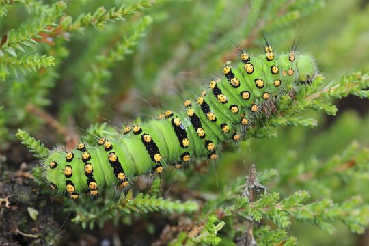 Caterpillar of a night peacock (Saturnia) on leaf, Goldenstedter Moor, Oldenburger M&uuml;nsterland, Lower Saxony, Germany