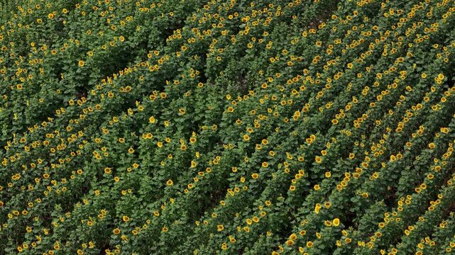 This high-angle shot captures a vast field of sunflowers planted in neat rows, showcasing industrial-scale agriculture and nature's beauty.